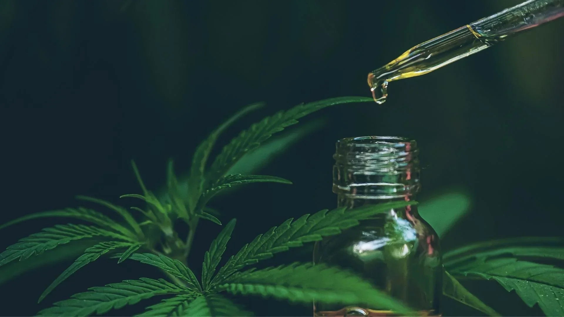 Právě si prohlížíte Co je kanabidiol (CBD)? Kompletní průvodce